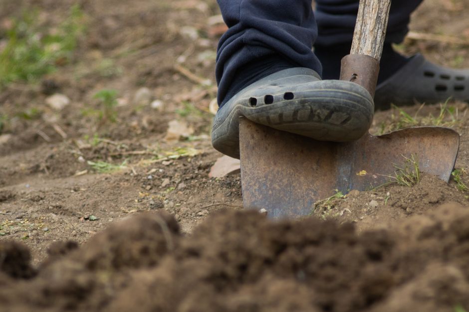 Close-up view of a person wearing a dark blue tracksuit and grey slip-on shoes, using a metal shovel with a wooden handle to dig into loose, dark brown soil outdoors. The shovel is partially embedded in the ground, with a small amount of soil being moved or loosened. The area appears to be a garden or outdoor yard, with small patches of green grass and weeds visible surrounding the digging site. The scene shows the person's foot pressed down on the shovel, indicating active effort in the excavation process. This image captures a manual outdoor activity typical of preparing a space for landscaping, gardening, or foundation work related to home improvements or property maintenance, which can be associated with residential relocation or property enhancements managed by companies like Man with Van Foots Cray.