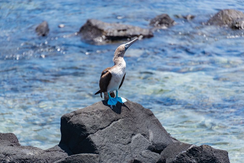 A seabird with a long, curved beak and grey and white plumage is perched on a large, dark grey rock along a shoreline. The bird's feet are secured with bright blue plastic straps, indicating it is being prepared for transport or handling during a house removal process. Surrounding the rock are smaller rocks and pebbles, with clear, rippling water in shades of blue and green visible in the background. The scene suggests an outdoor environment close to the coast, with natural lighting illuminating the bird and rocks. The image reflects the careful packing and loading procedures associated with home relocation tasks, as overseen by companies like Man with Van Foots Cray, who specialise in removals and furniture transport.